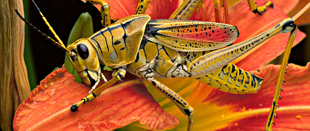 Lubber grasshopper feeding on a daylily petal.