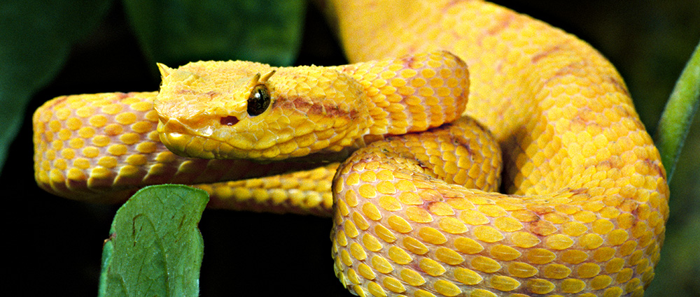 Eyelash viper snake in a defencive posture.