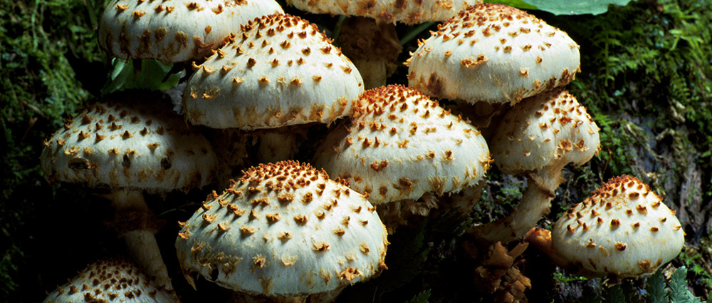 Sharp-scaly pholiota mushroom cluster growing below a moss-covered rock.