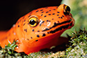 Nature Photography Gallery - Contains an assortment of amphibian, reptile, and insect photos.