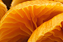Plant Photography Gallery - Contains an assortment of plant and fungi photos.