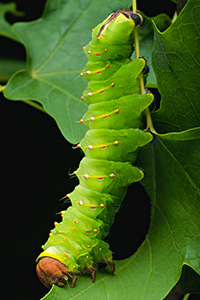 Polyphemus Moth Caterpillar